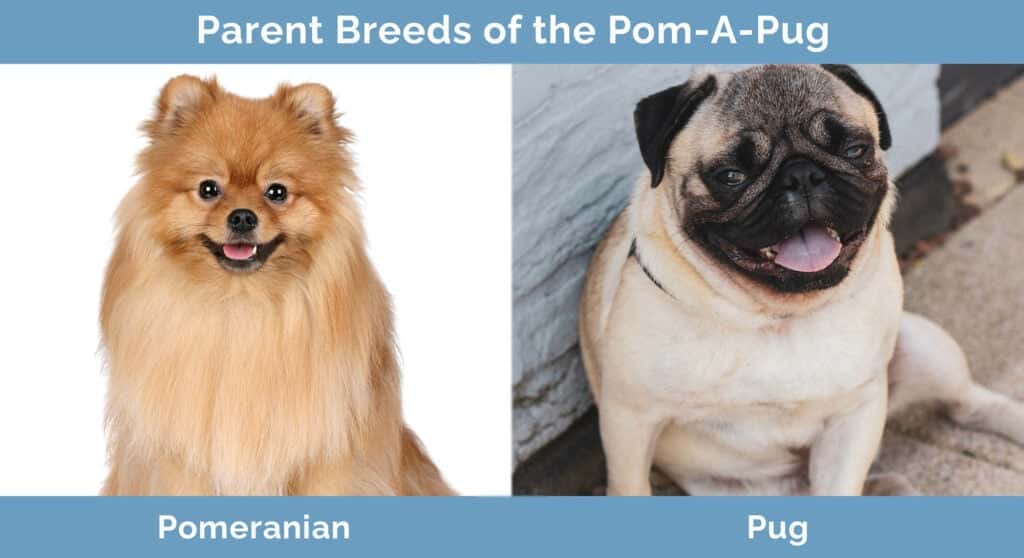 Parent-Breeds-of-the-Pom-A-Pug