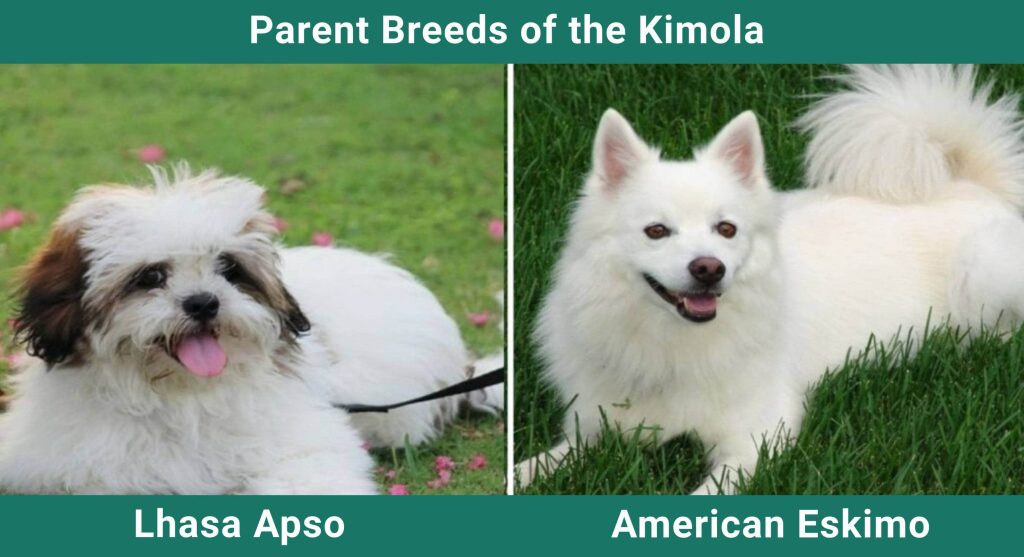 Parent_breeds_Kimola