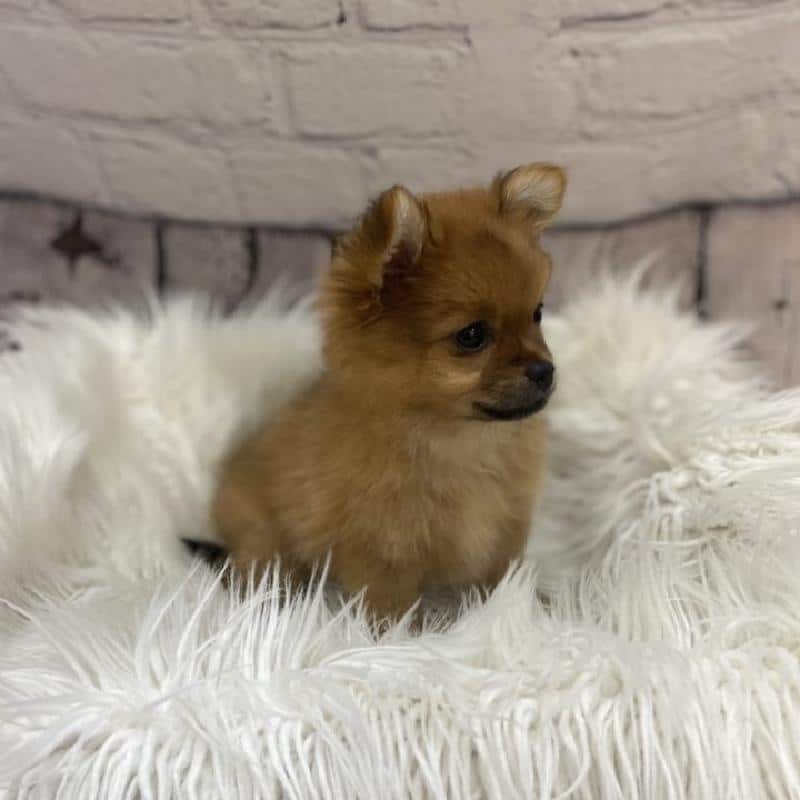 Pomchi puppy