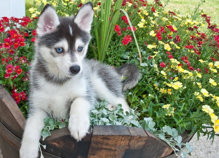 Pomsky pup