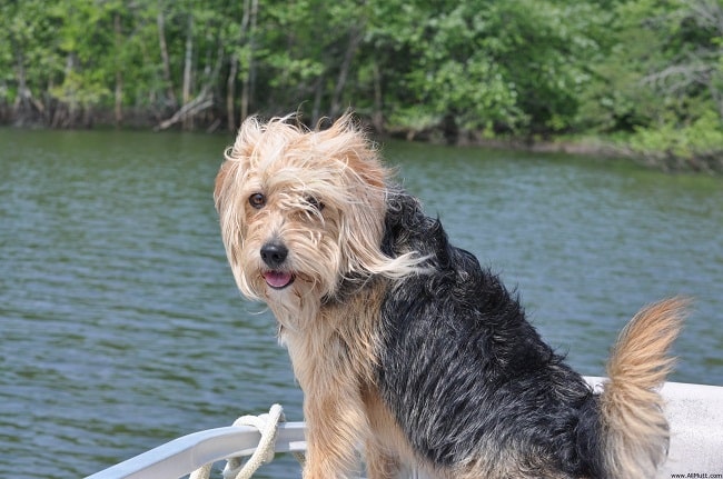 Poodle-Beagle-Mix-Dog