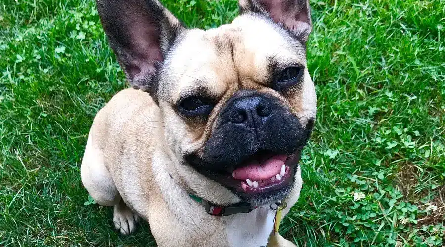 Pug-French-Bulldog-Mix