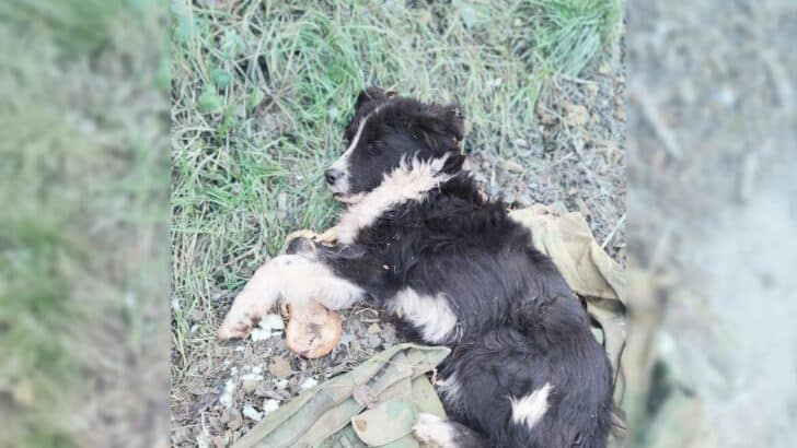 Rescuer-Found-Abandoned-Pup-Lying-On-A-Shirt-Near-The-Road-And-Immediately-Rushed-To-His-Aid