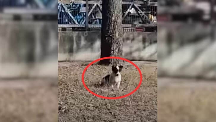 Rescuer-Who-Saw-A-Stray-Puppy-By-A-Busy-Road-Made-A-Decision-That-Changed-His-Life-Forever-