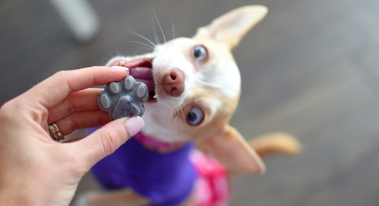 Salmon-Jello-Dog-Treat-