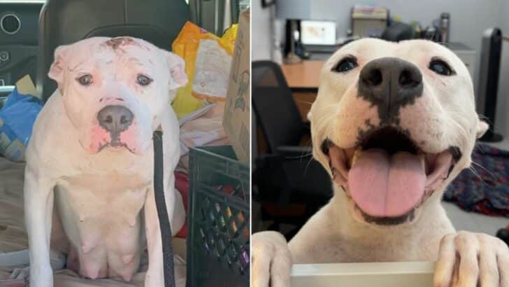 Scared-Mom-Dog-Found-With-Her-4-Pups-In-An-Abandoned-Backyard-Now-She-Has-The-Sweetest-Smile