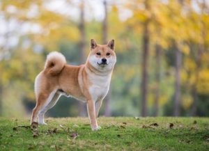 Shiba-Inu ring tail