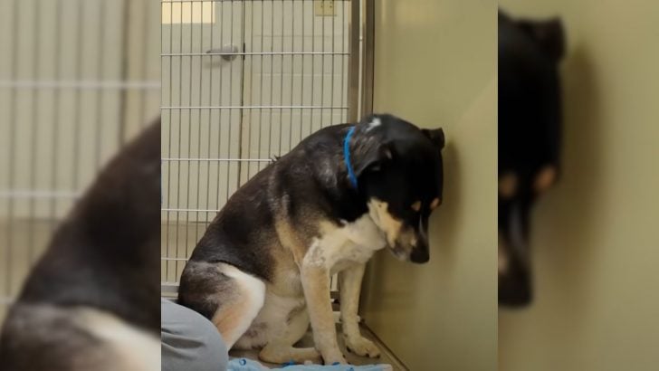 Surrendered-Pup-Kept-Staring-At-The-Wall-With-Sorrowful-Eyes-Until-A-Kind-Rescuer-Won-His-Heart