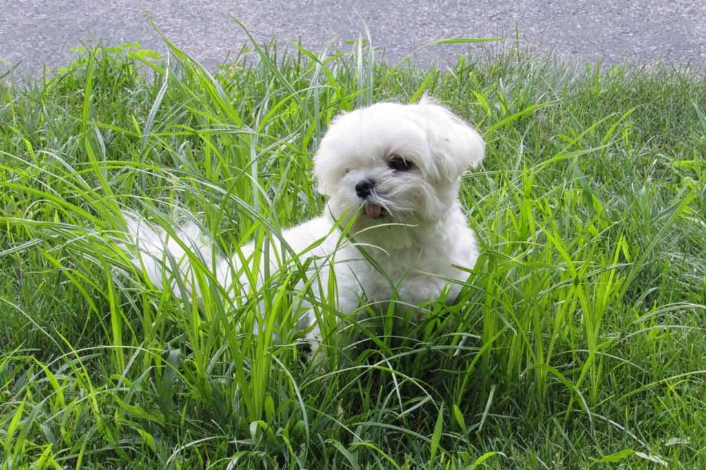 Teacup-Maltese