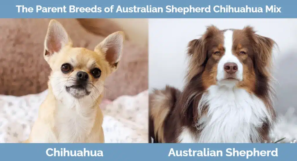 The-parent-breeds-of-Australian-Shepherd-Chihuahua-Mix