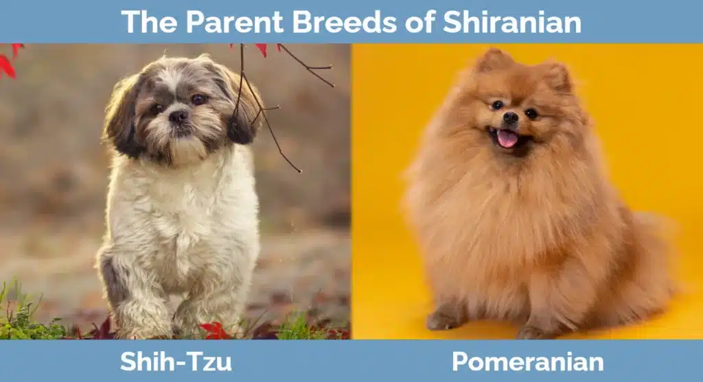 The-parent-breeds-of-Shiranian