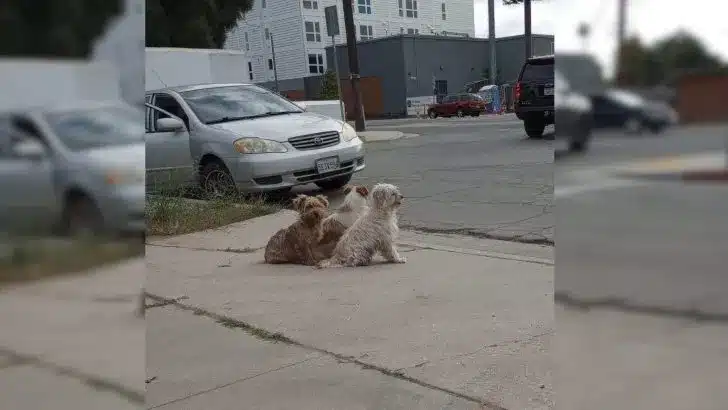 Three-Pups-Guard-Each-Other-After-Being-Dumped-On-The-Street-By-Their-Family