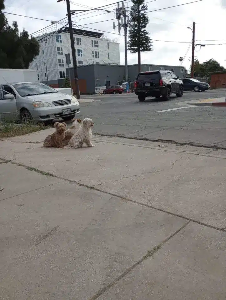 Three-little-dogs-sitting-on-the-street