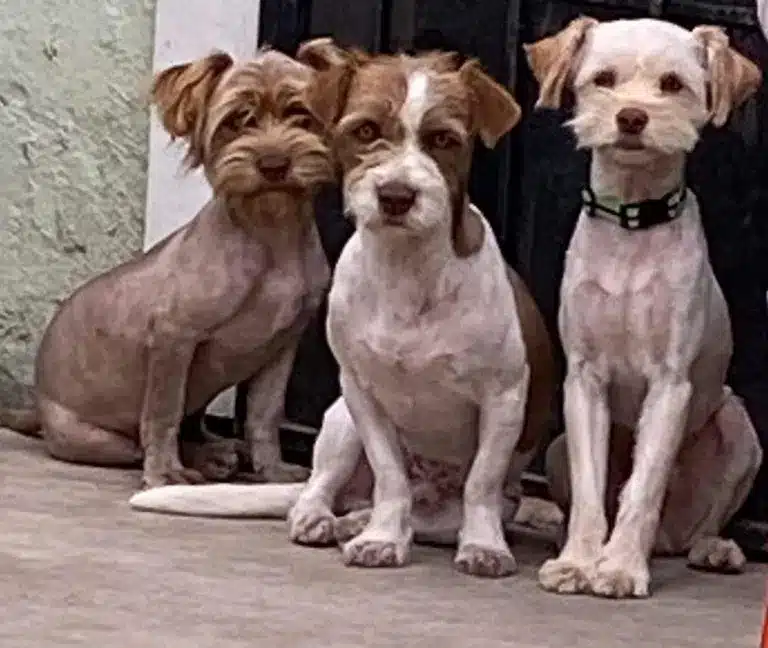 Three-little-puppies-standing-in-front-of-camera-