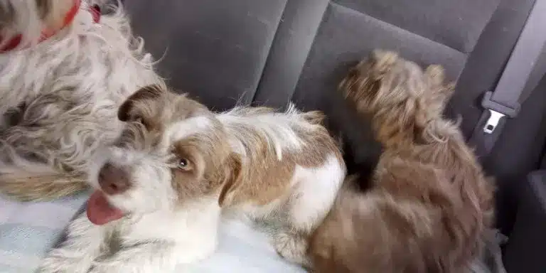 Three-puppies-sitting-in-the-back-of-the-car