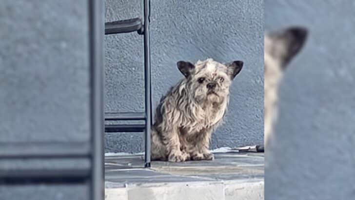 Tiny-Dog-Shows-Up-On-A-Random-Porch-Begging-For-Someone-To-Give-Her-A-Chance