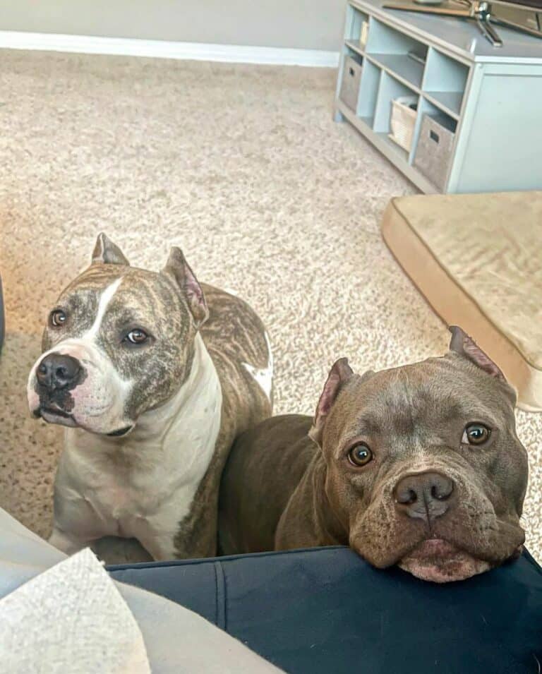 Two-cute-dogs-on-a-bed