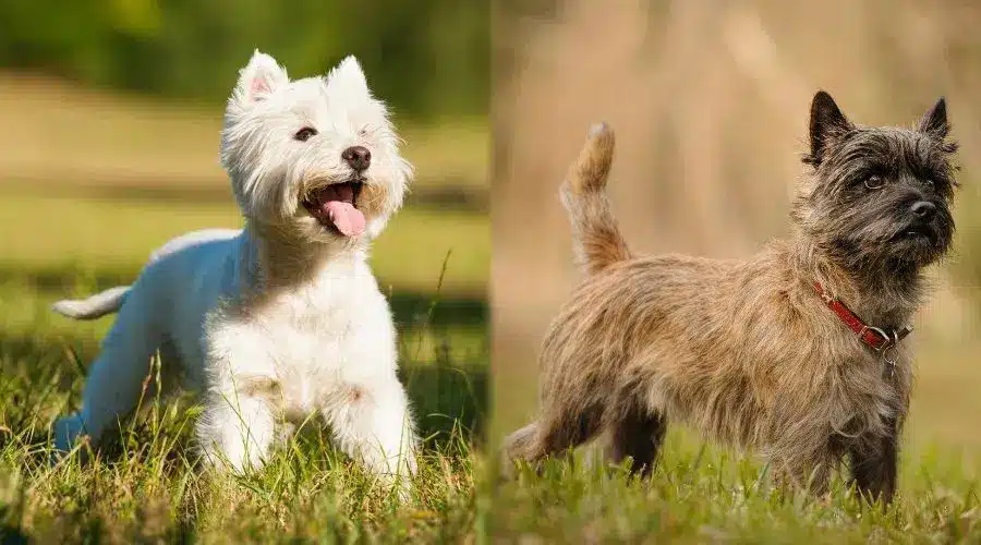 West Highland Terrier vs Cairn Terrier