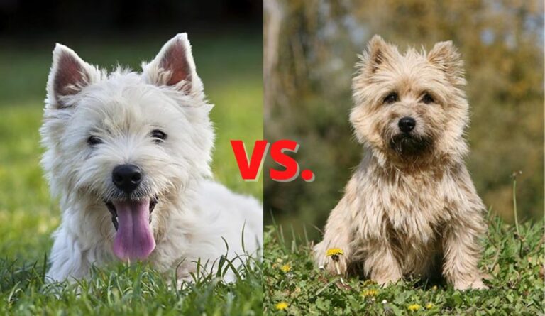 West-Highland-Terrier-vs.-Cairn-Terrier