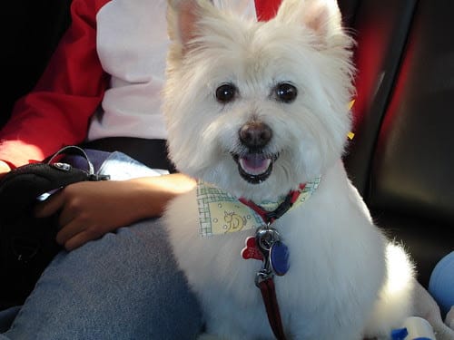 West Highland White Terrier and the Pomeranian mix