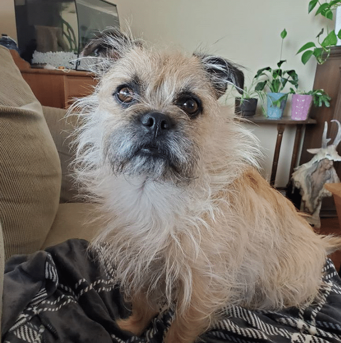 What+does+a+pugairn+cairn+terrier+pug+mix+look+like