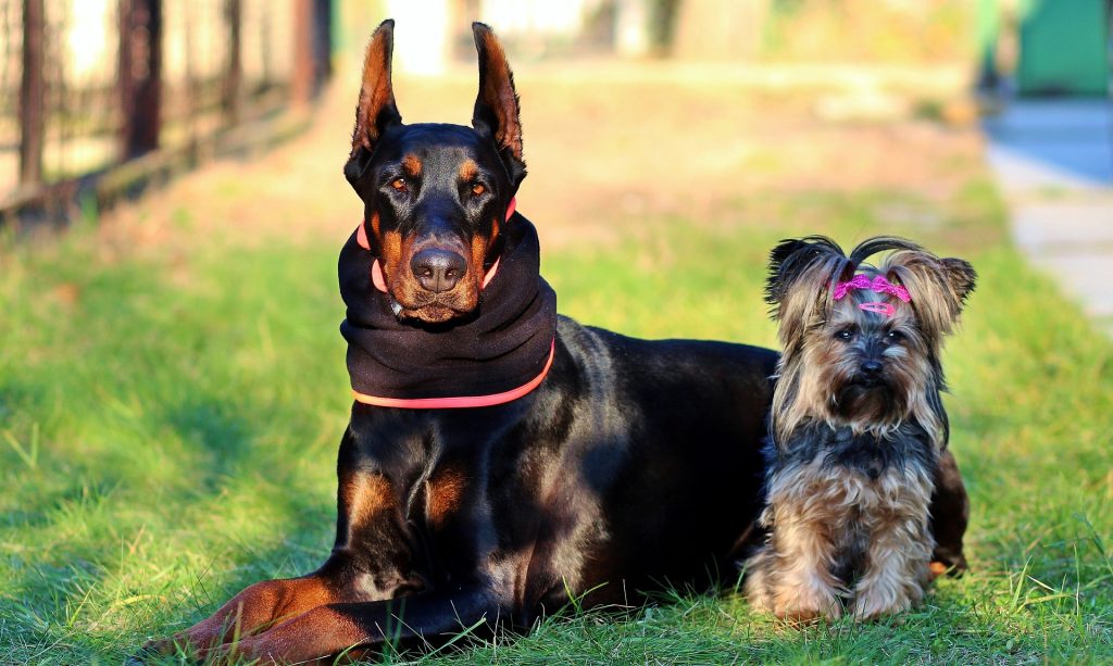 Yorkie and Doberman