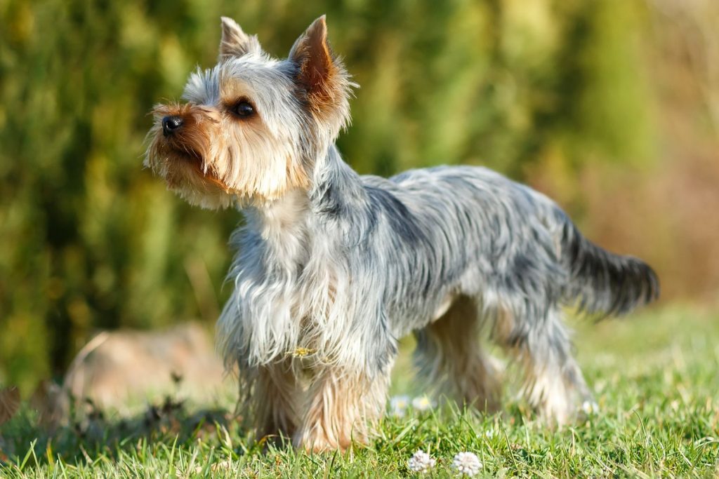 Yorkie pup