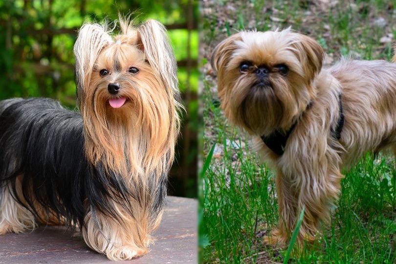 Yorkshire-Terrier-and-Brussels-Griffon