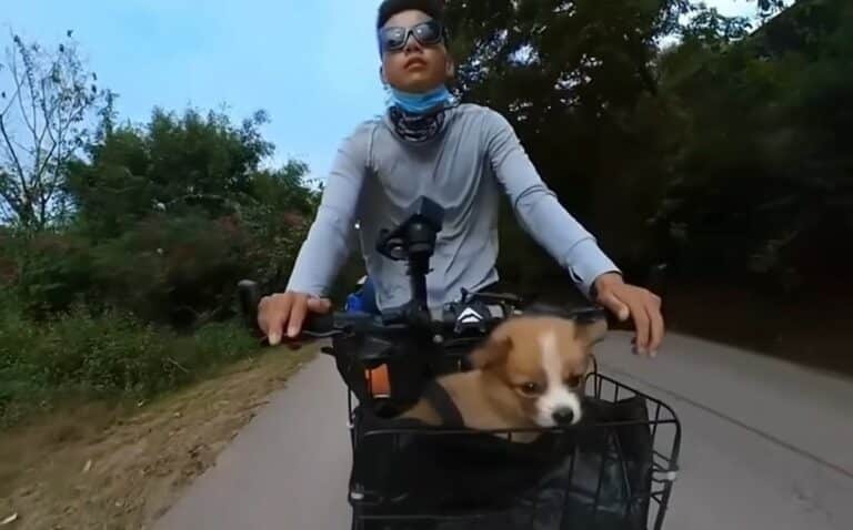 a-cyclist-driving-a-puppy