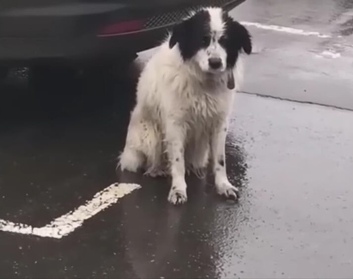 abandoned-dog-on-the-street