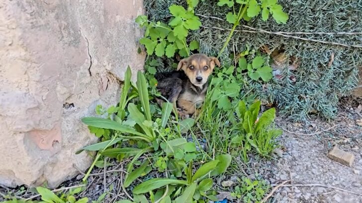 abandoned-puppy-in-grass