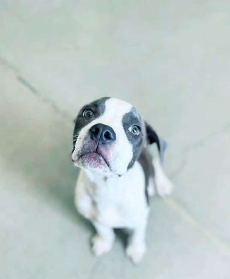 adorable-dog-standing-on-a-tiles