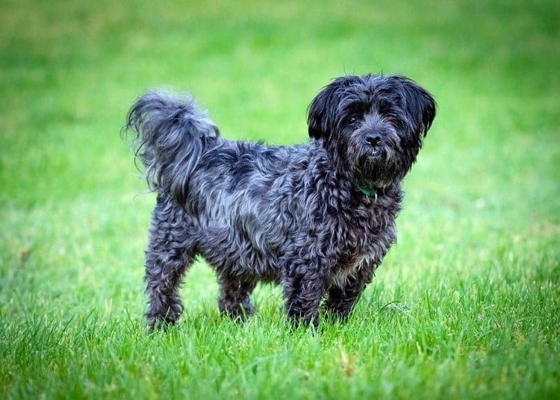 affenpinscher-bichon-frise-mix