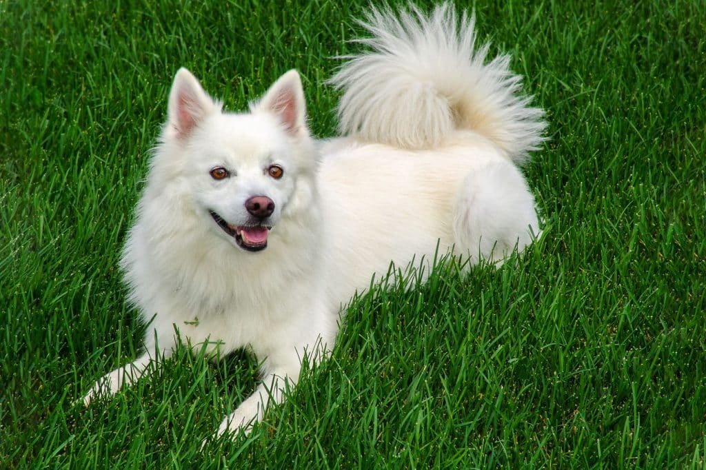 american-eskimo-dog