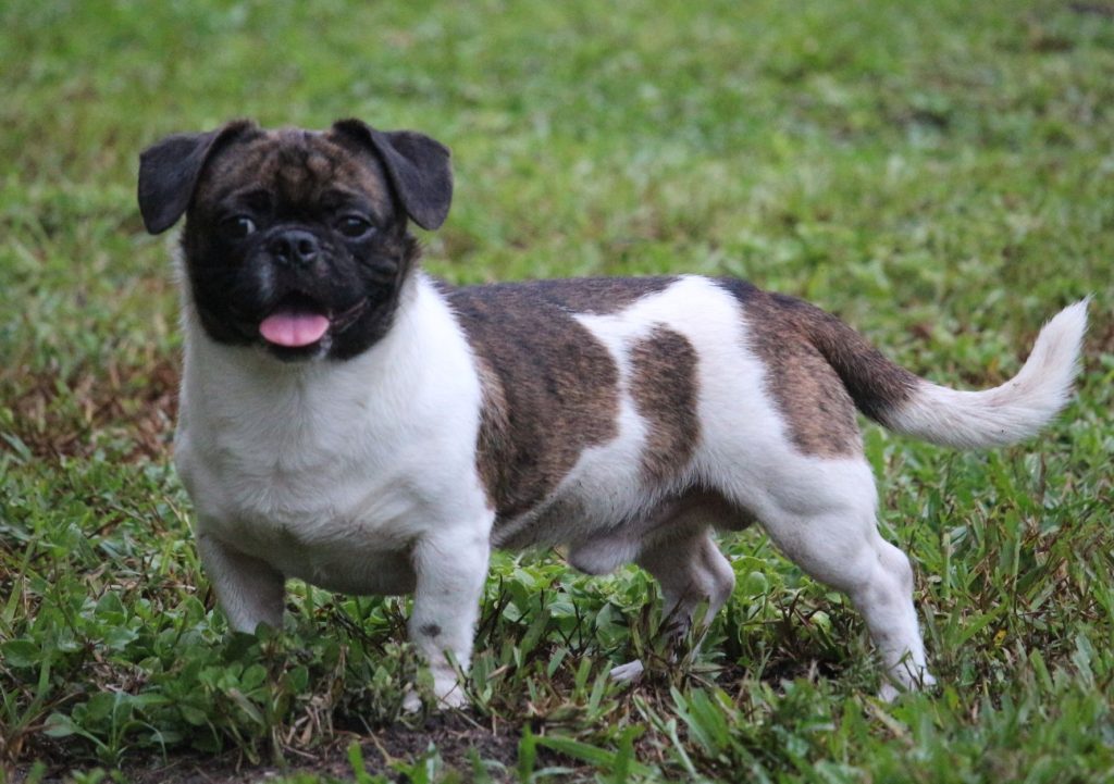 american_bullnese dog breed