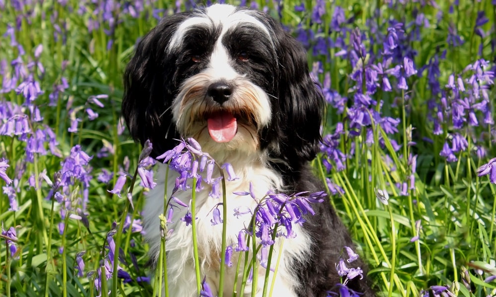 are bluebells dangerous to dogs