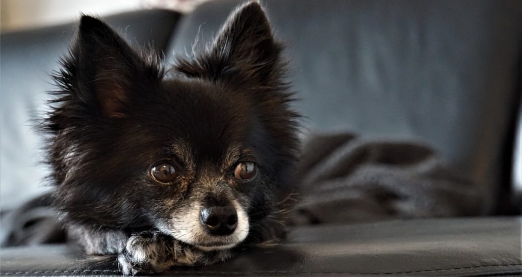 australian-shepherd-chihuahua-mix