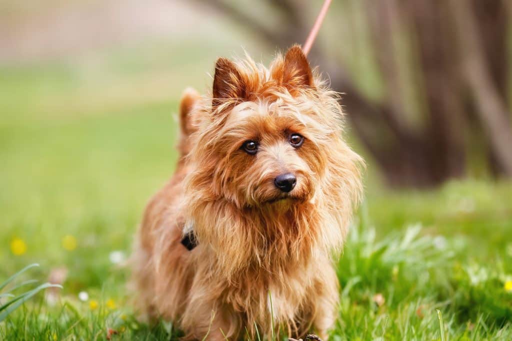 australian-terrier