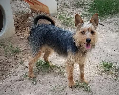 australian terrier and yorkie mix