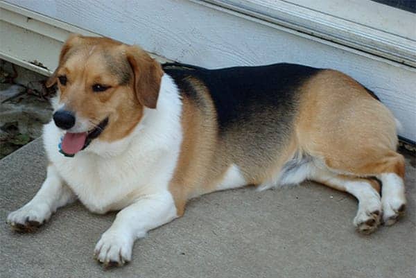 Beagle Corgi Mix