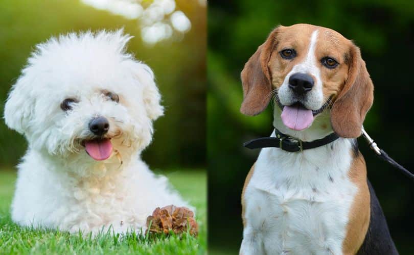 bichon-frise-and-beagle-smiling