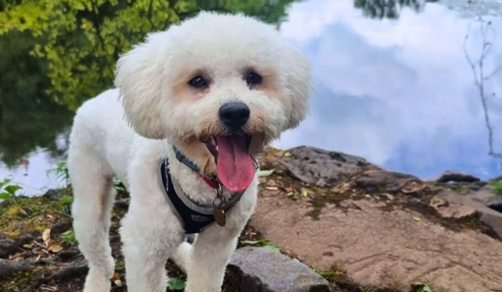 bichon frise dog breed