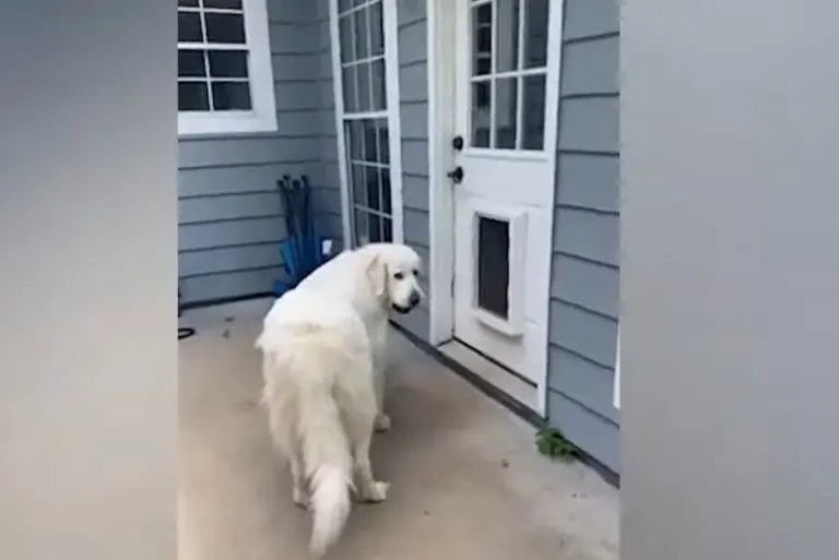 big-white-dog-in-front-of-the-door