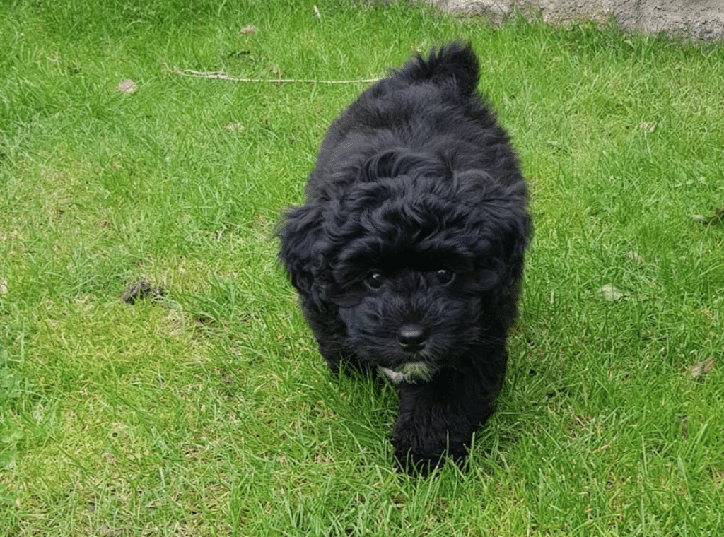 black Lhasapoo