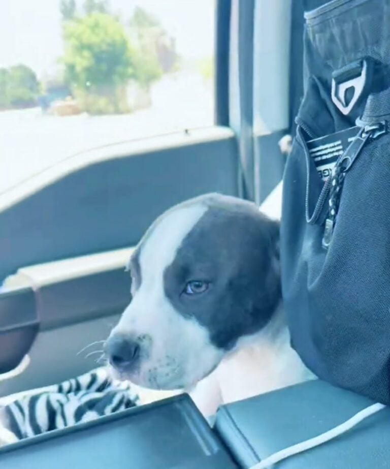 black-and-white-dog-in-car