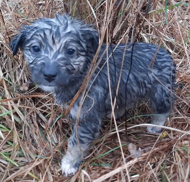 black-puppy-in-the-grass