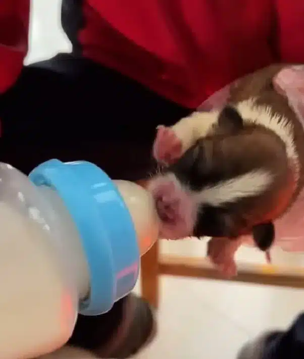 bottle-feeding-a-puppy