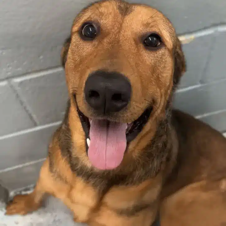 brown-dog-with-tongue-out