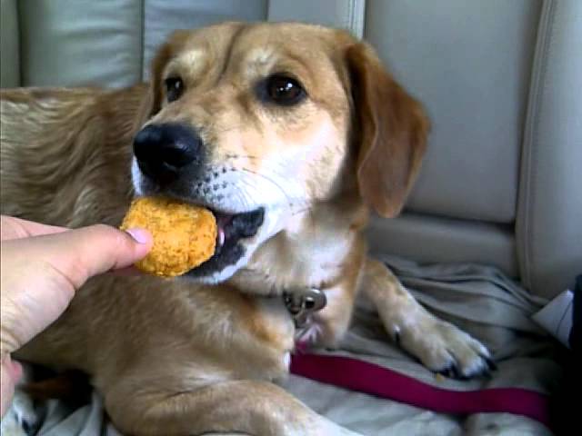 can dogs eat chicken nugget treats