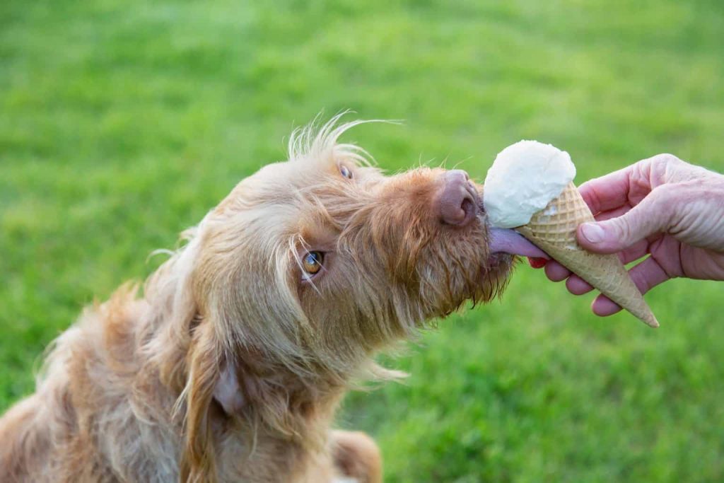 can-dogs-eat-diary-ice-cream